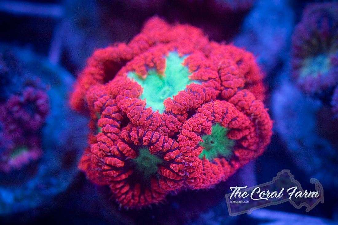 Shop Live Corals