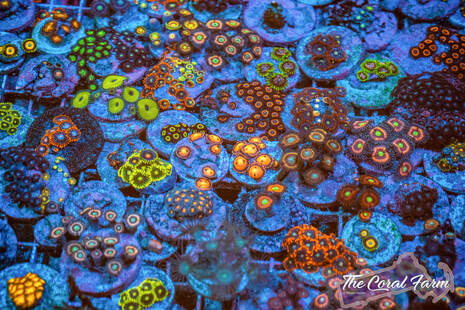 Zoa Frags Corals