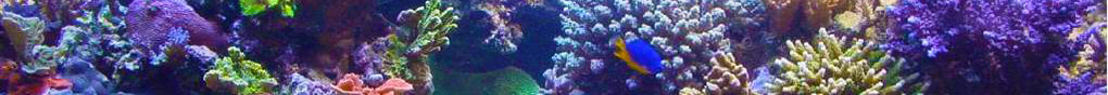 Reef Aquarium Corals