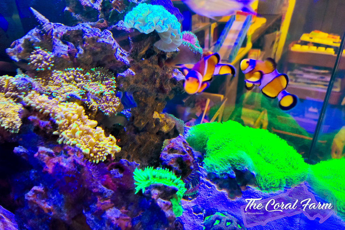 Reef Tank Aquarium