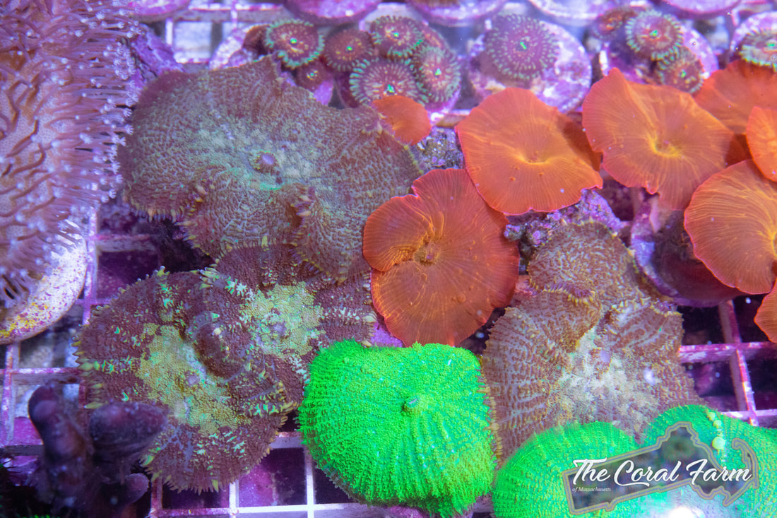 Easy Corals Online