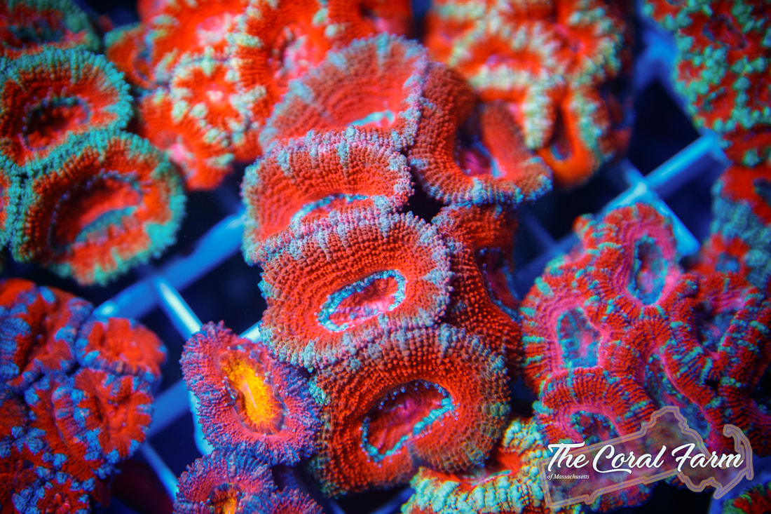 Corals Lighting Colors
