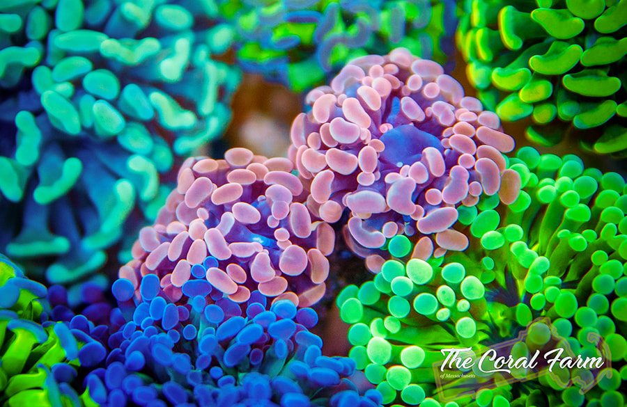 Corals Nutrient Levels