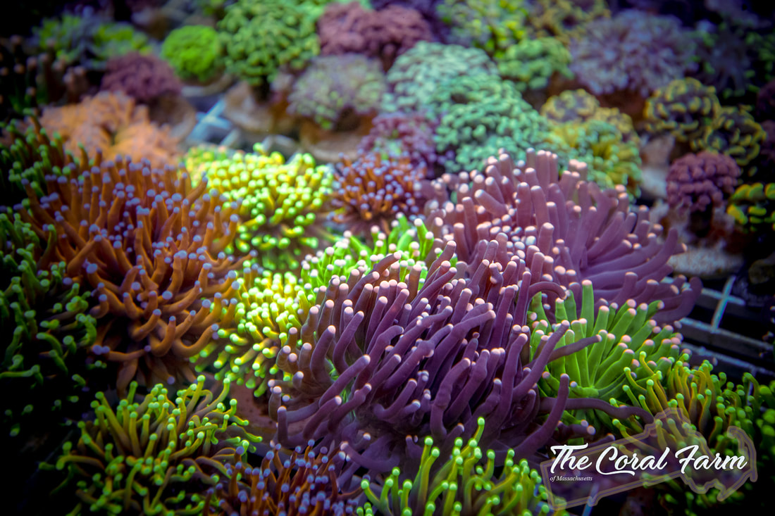 Torch Corals