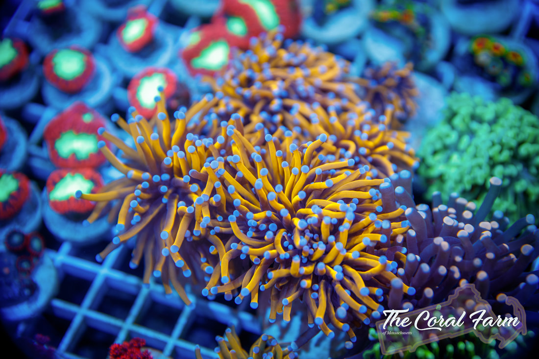Propagating Corals