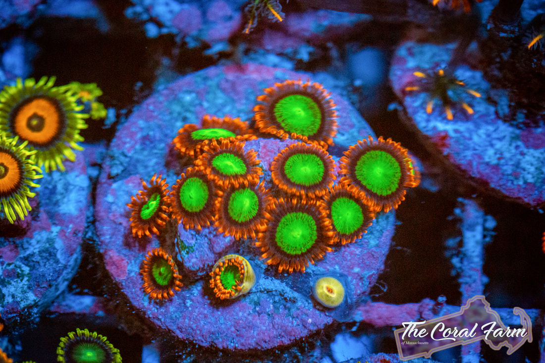 Zoanthids Corals