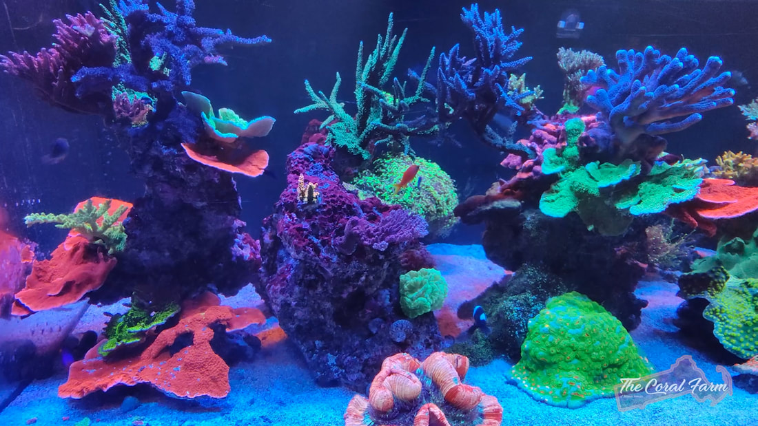 Reef Corals Placement