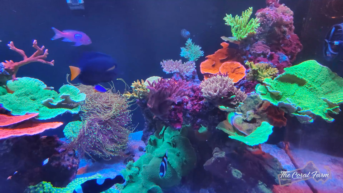 Buy Reef Aquarium