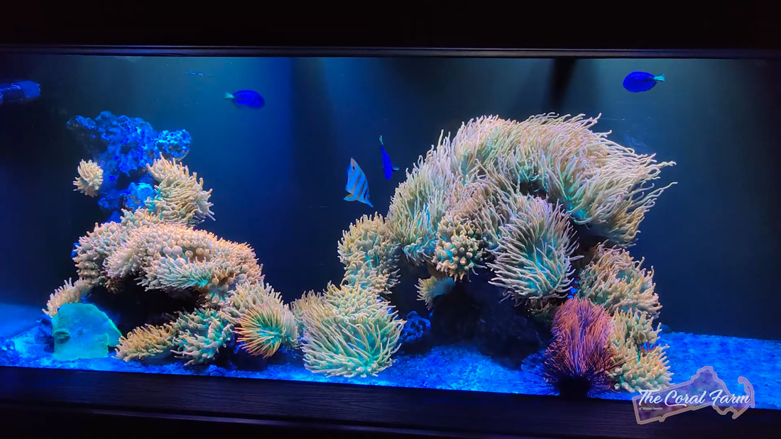 Anemone Reef Tank