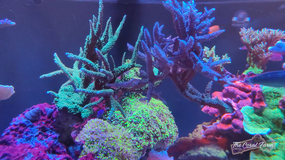 Reef Aquarium Aquascape