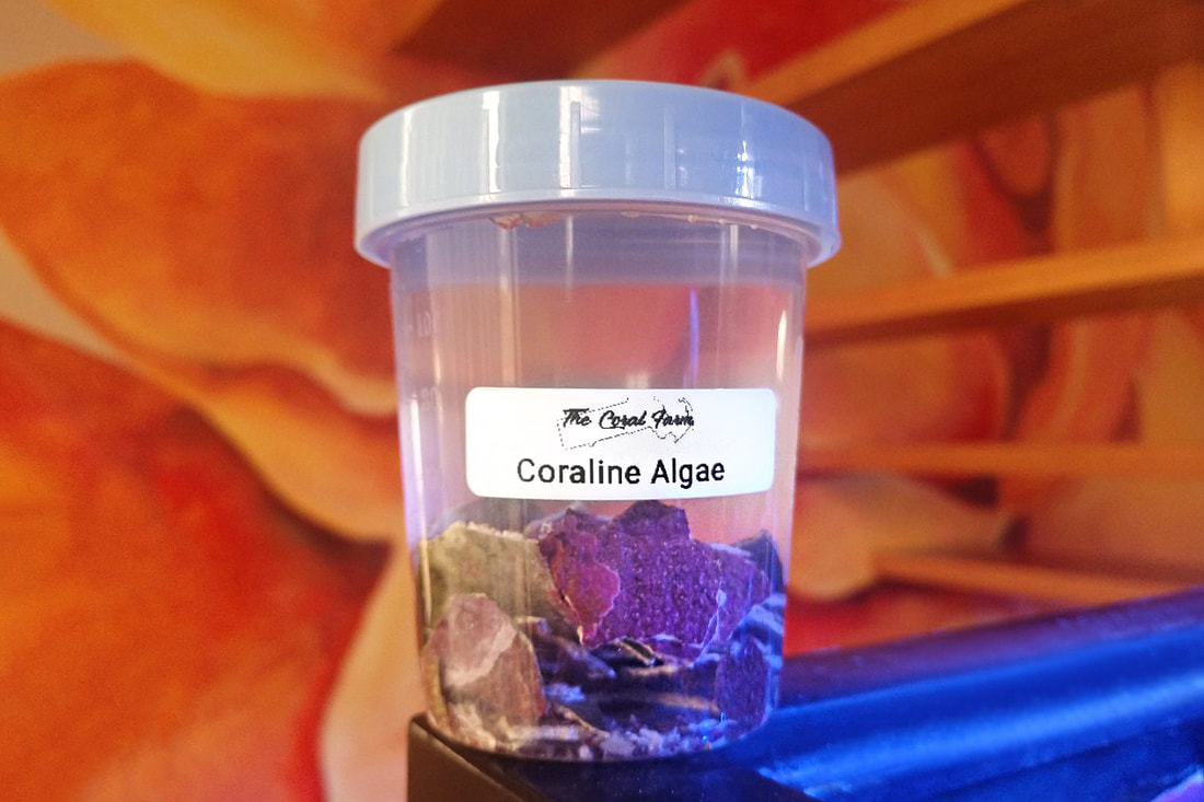 Buy Coraline Algae