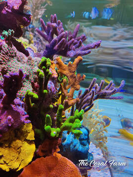 Reef Aquariums