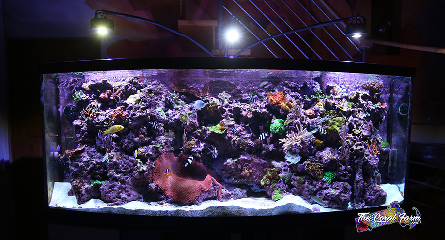 Reef Aquarium Lighting Tips