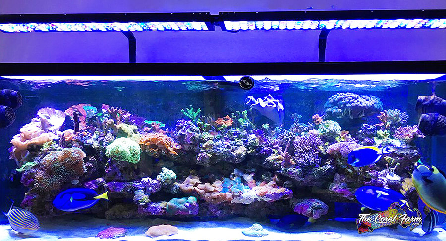 Corals Aquarium Lighting