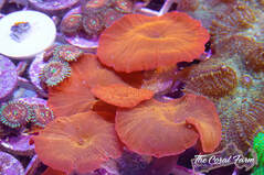 Beginner Corals