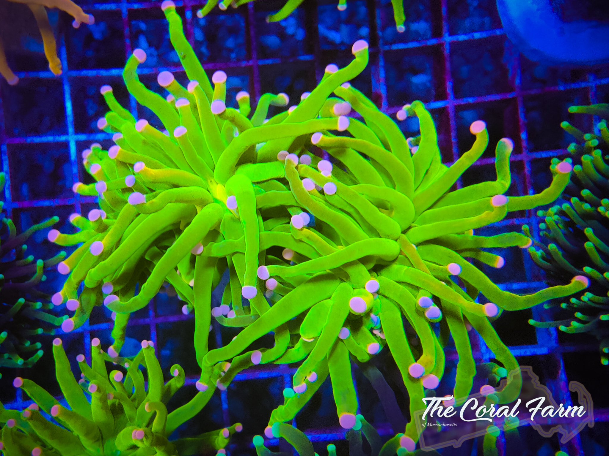 Cotton Candy Torch Coral Frags - Buy Online!
