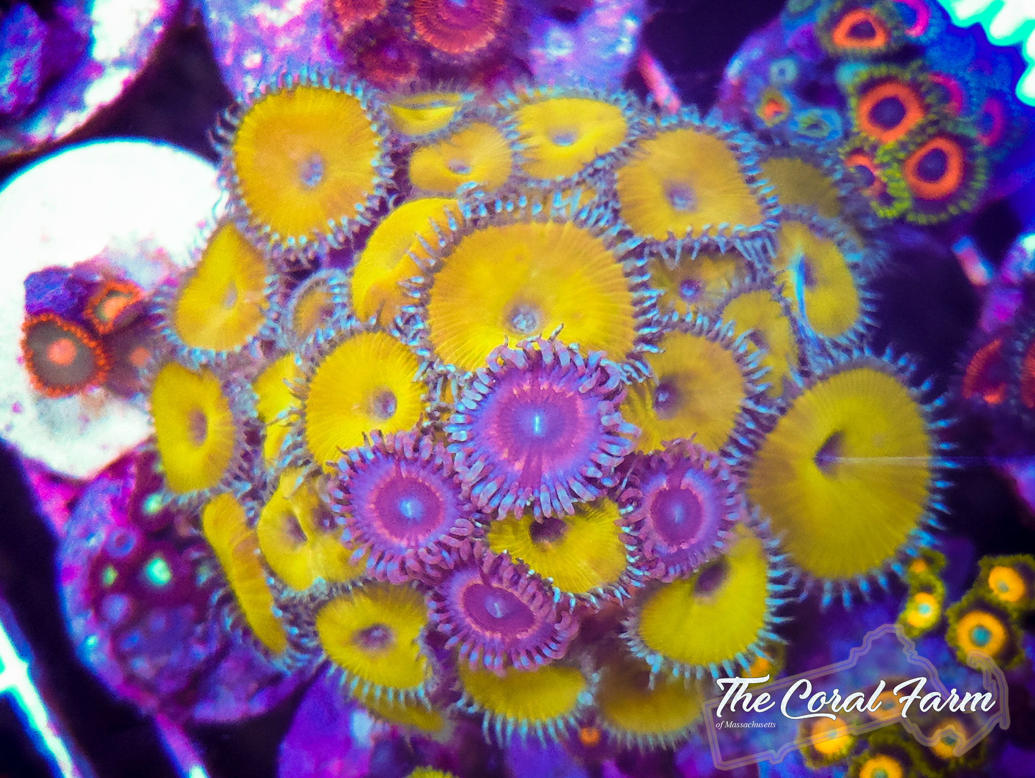 Nuclear Death Paly Coral Frags - Buy Online!