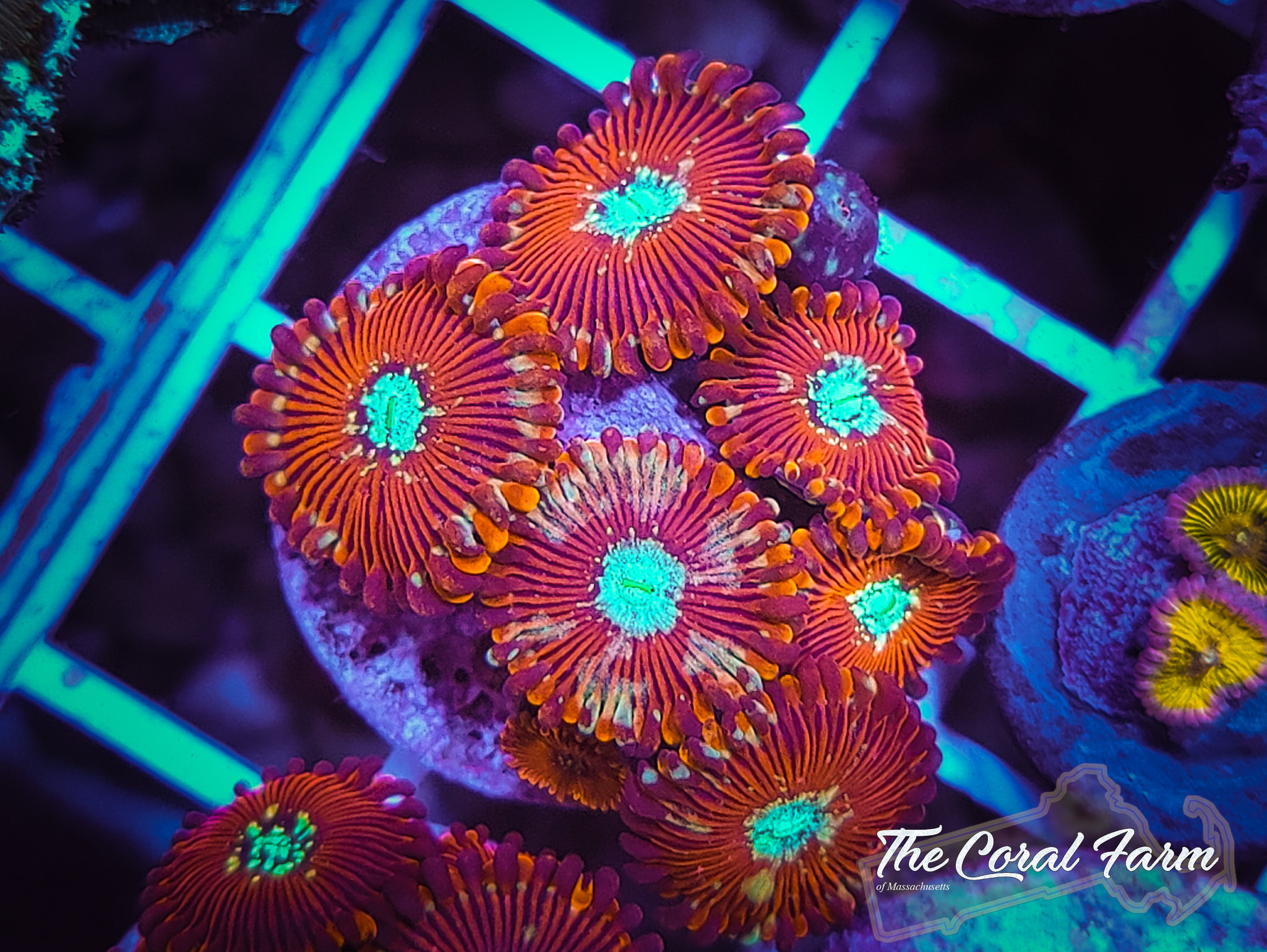 Magicians Paly Coral Frags - Buy Online!