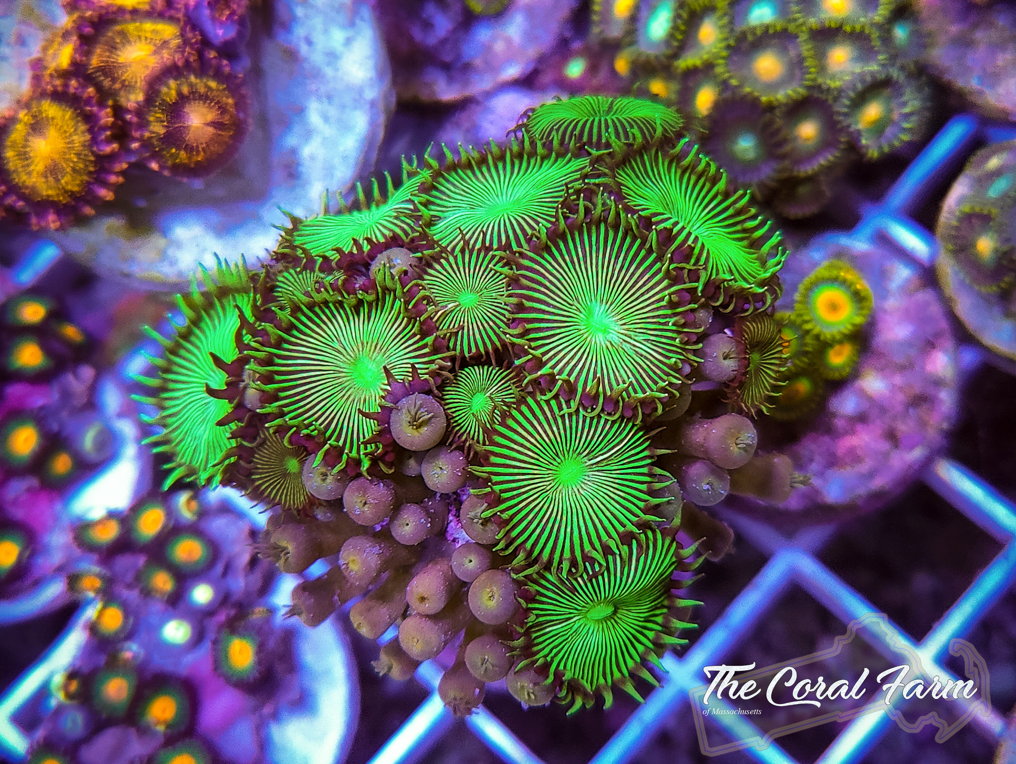 Buttons Galore Button Bonanza Coral Reef