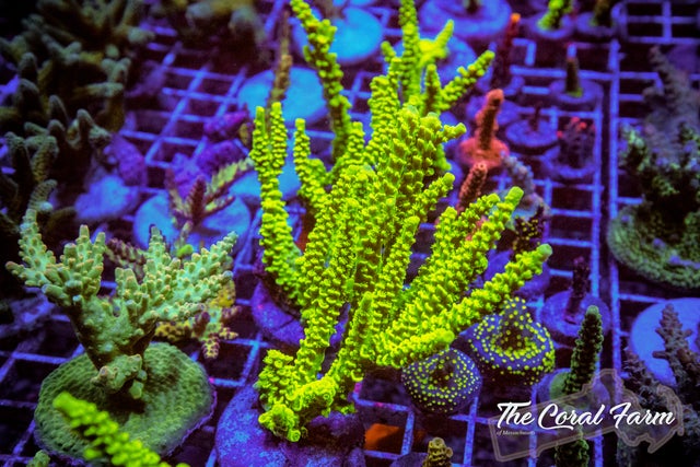 Neon Green Glowstick Acropora Coral Frags - Buy Online!