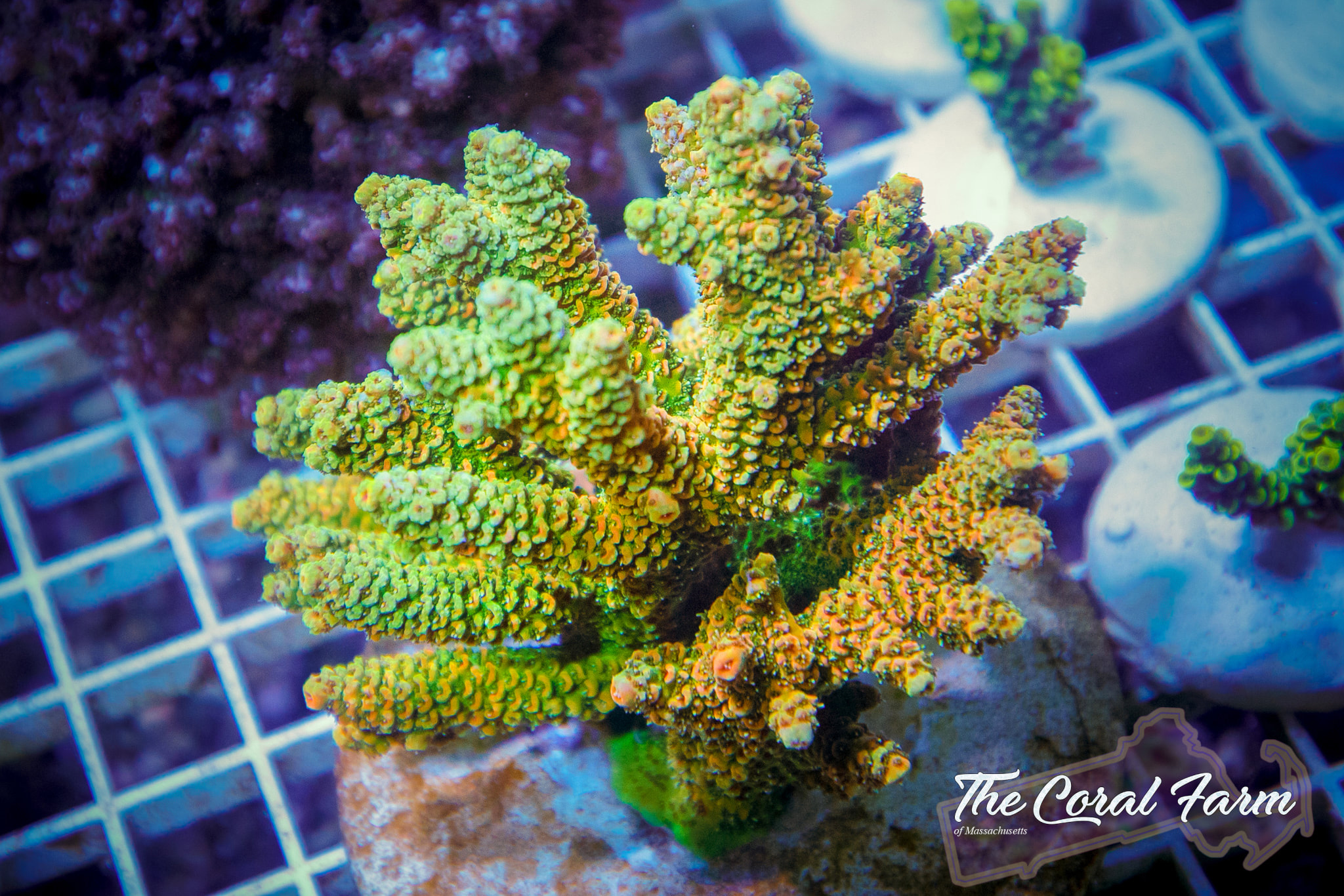 Rainbow Millepora Acropora Coral Frags - Buy Online!
