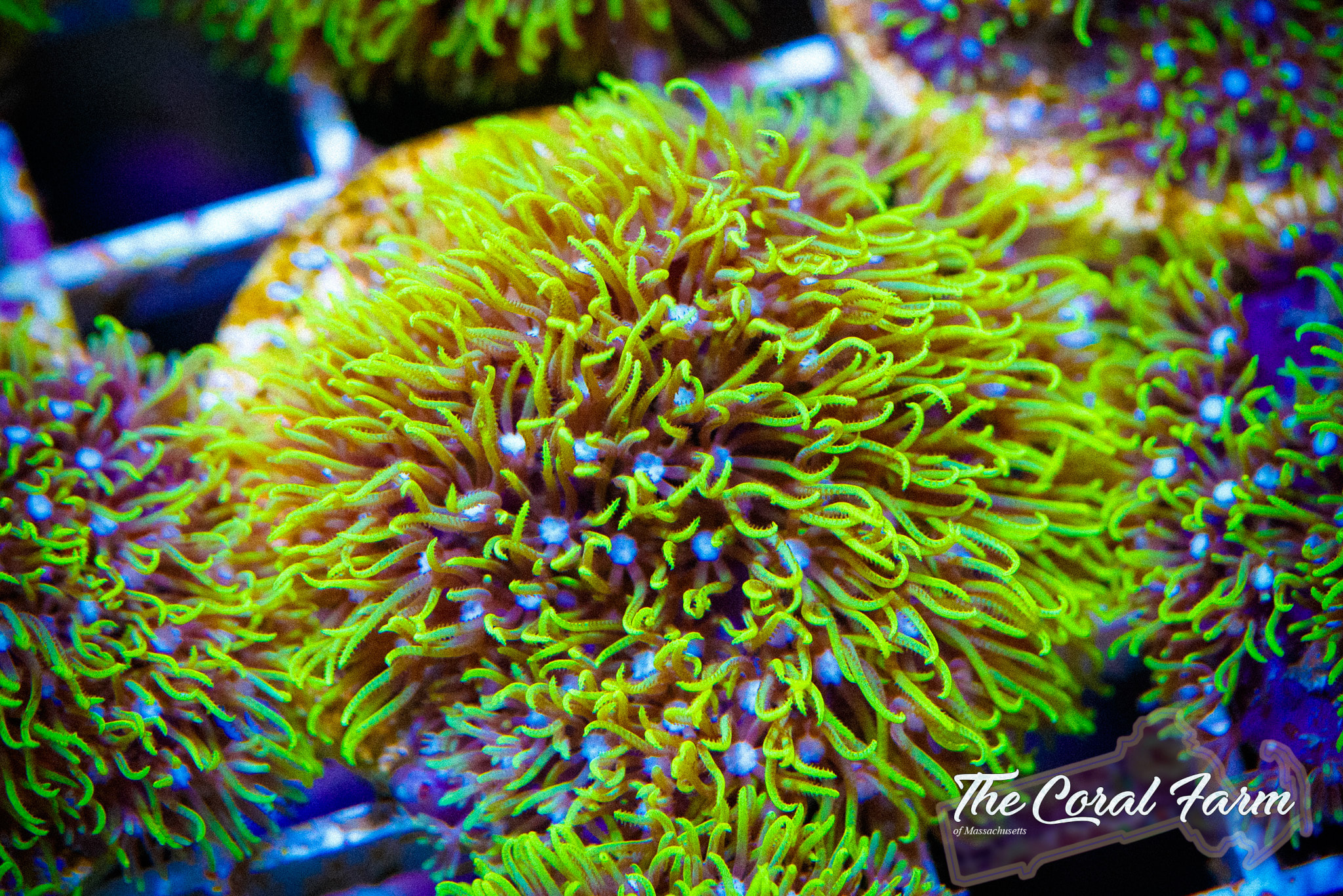 Saltwater Aquarium Coral: Metallic Green Star Polyps