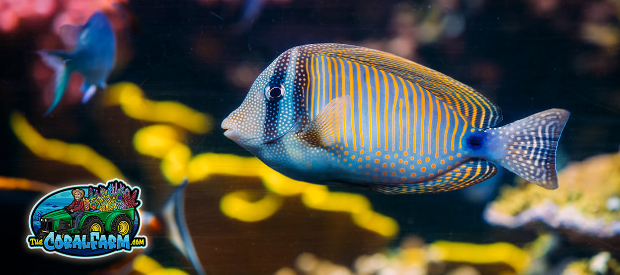 Reef Aquarium Fish