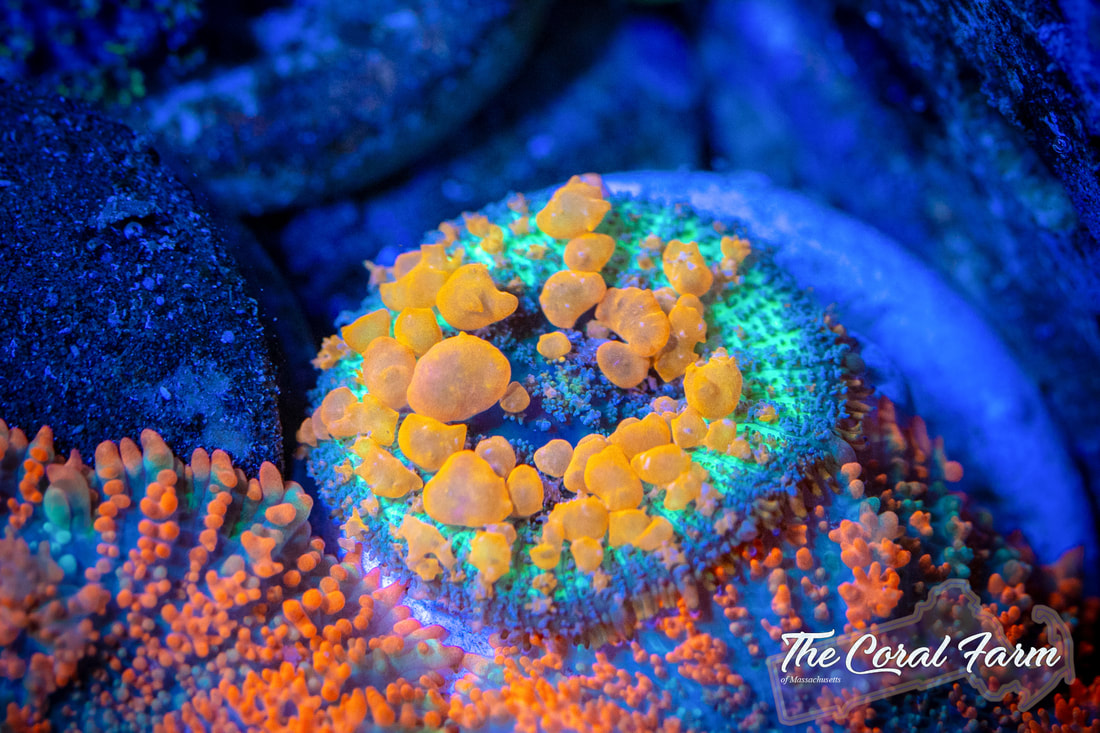 Corals Acclimation