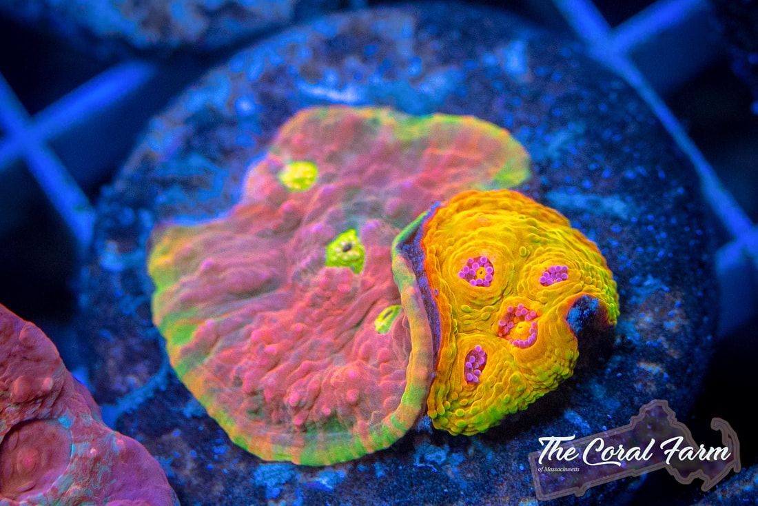 Live Corals Care Tips