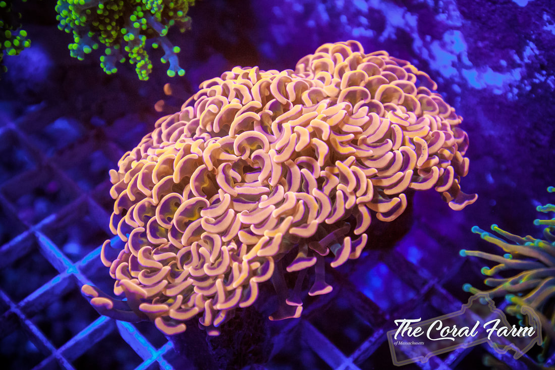 Coral For Sale