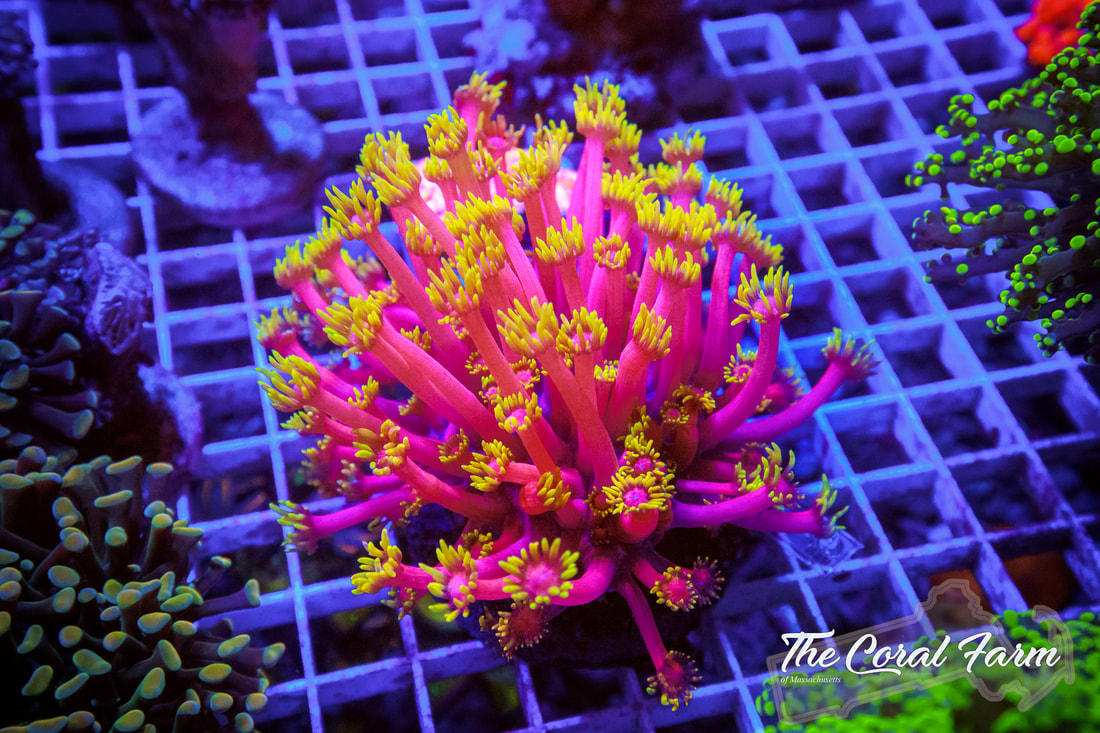 Buy Ultra Corals