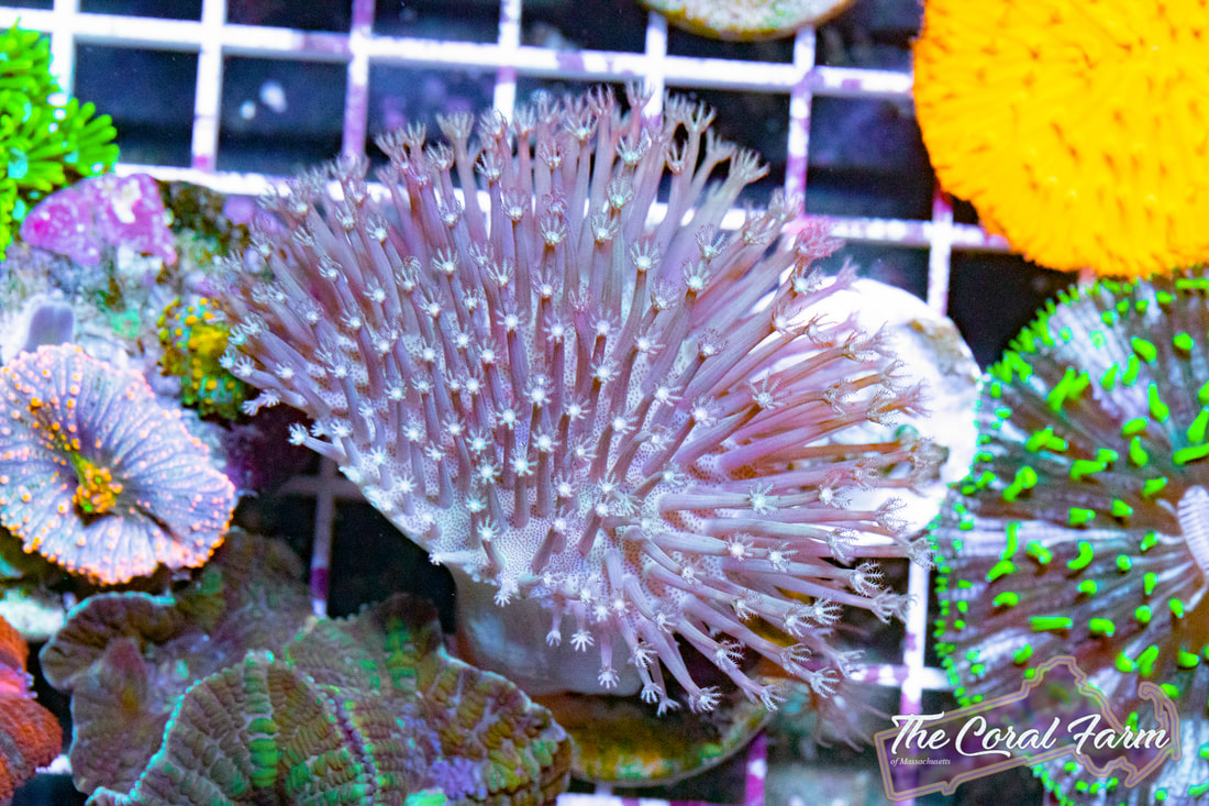 Culturing Live Corals