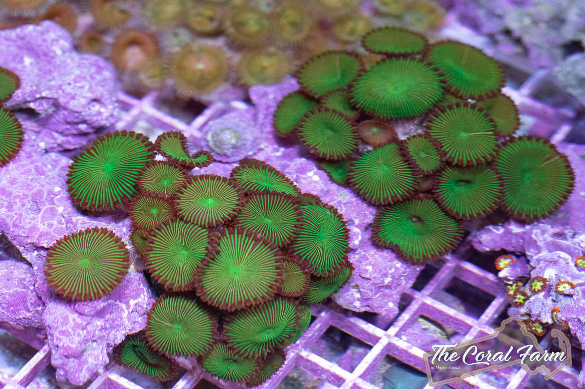 Buy Beginner Corals