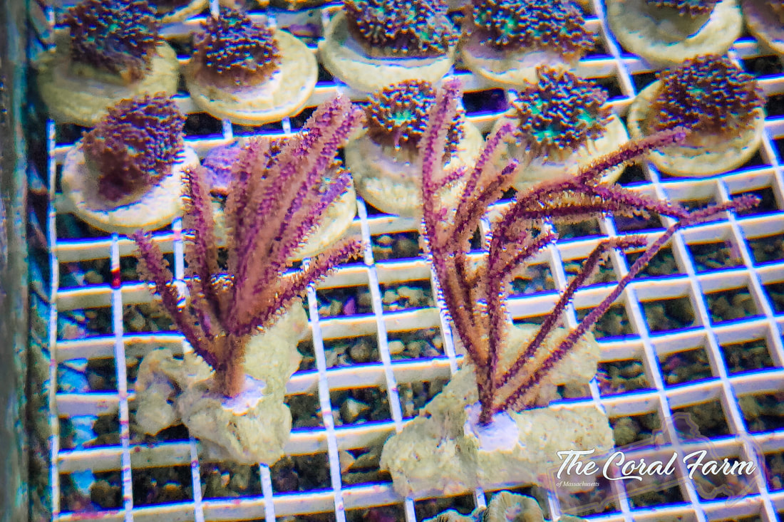 Purple Gorgonians