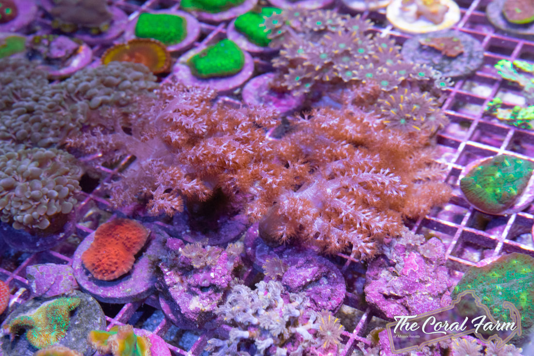 Easy Live Corals