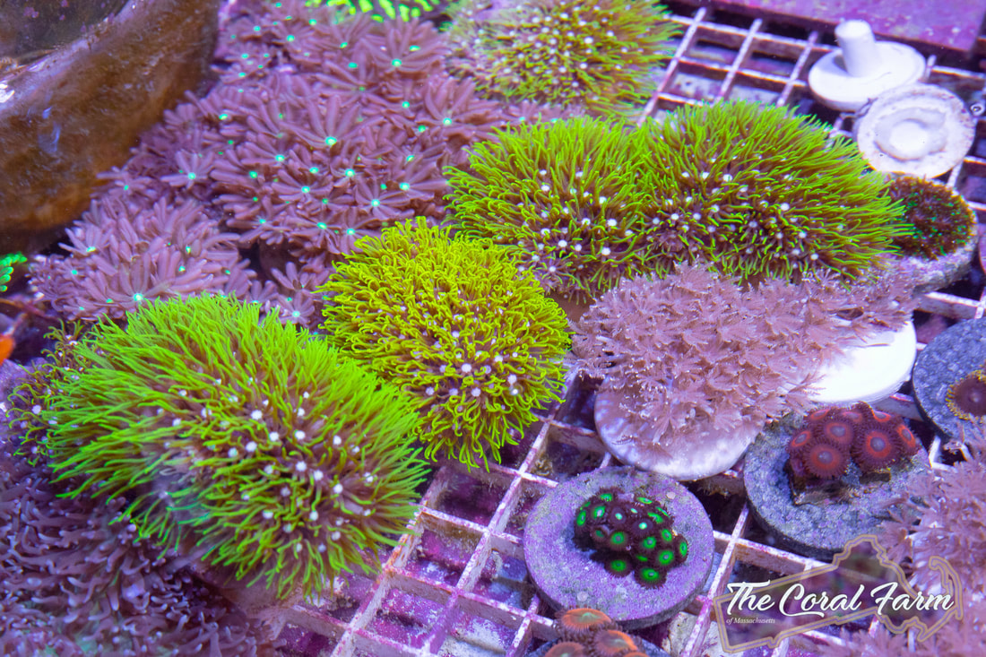 Shop Beginner Corals