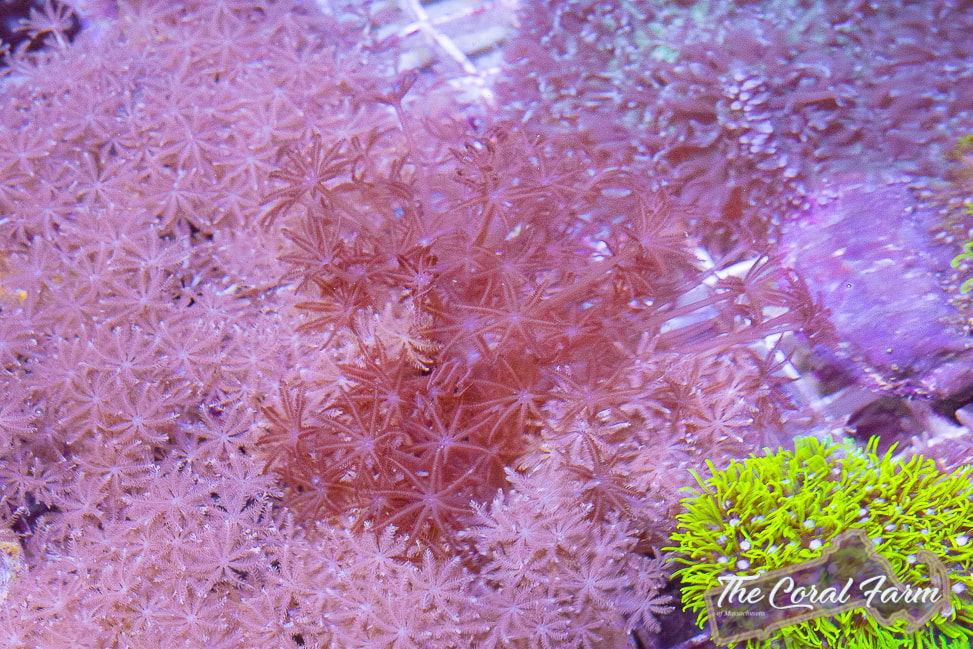 Buy Starter Corals